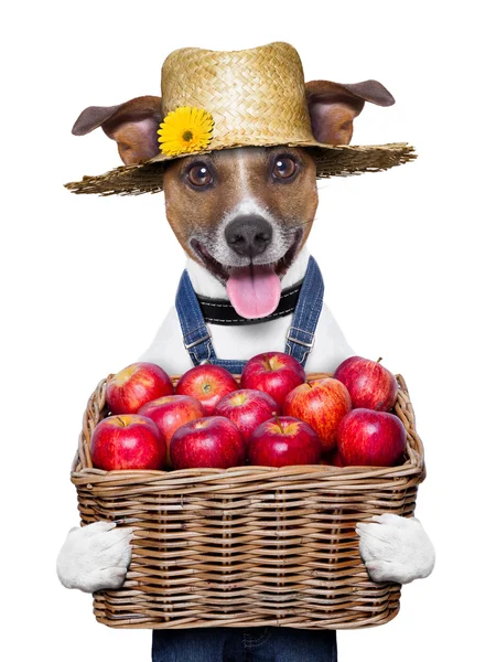 Cão agricultor — Fotografia de Stock