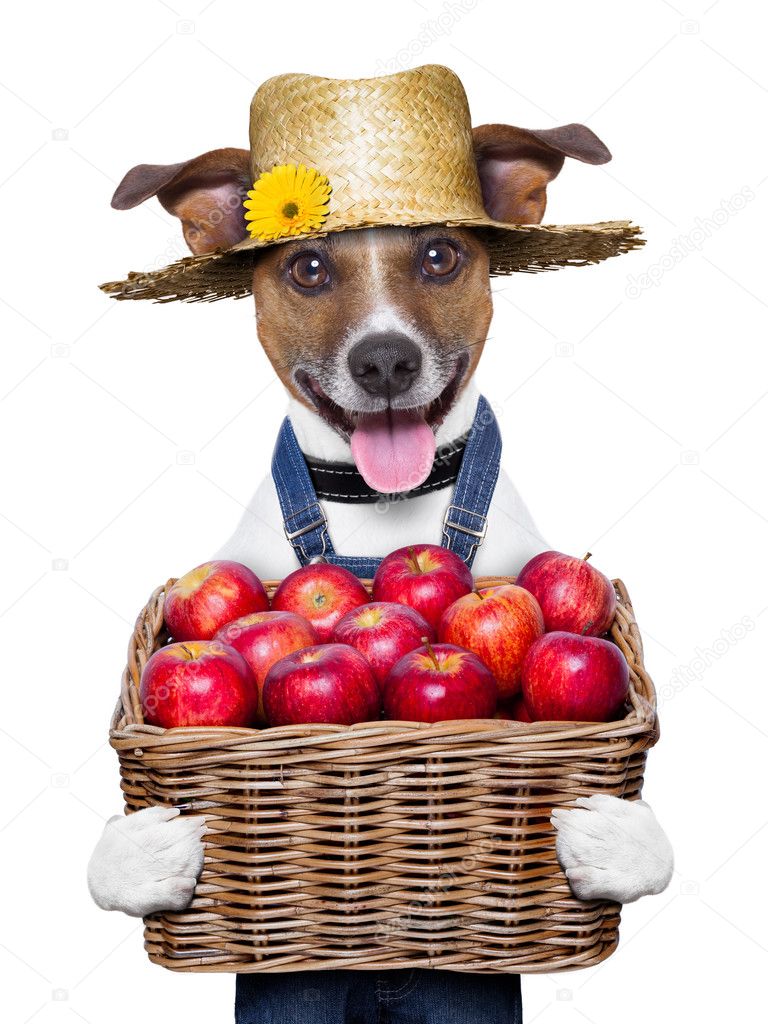 farmer dog