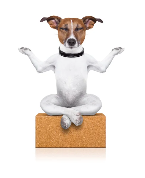 Perro yoga — Foto de Stock