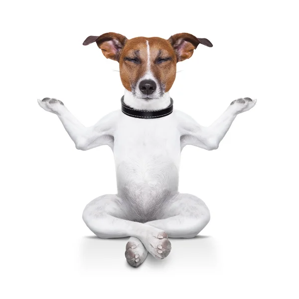 Yoga dog — Stock Photo, Image