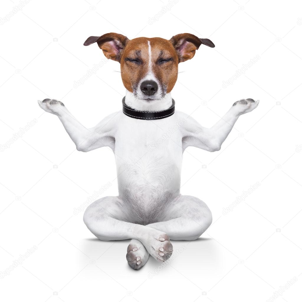 yoga dog