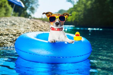 strand hondplaj köpek