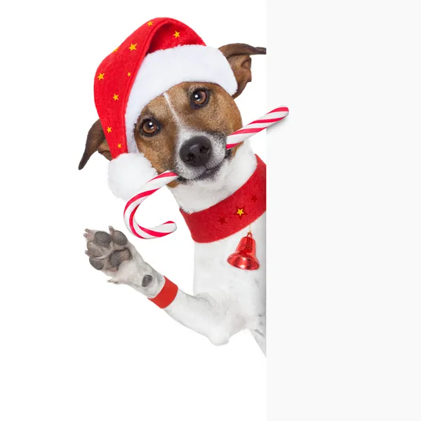 Christmas dog — Stock Photo, Image