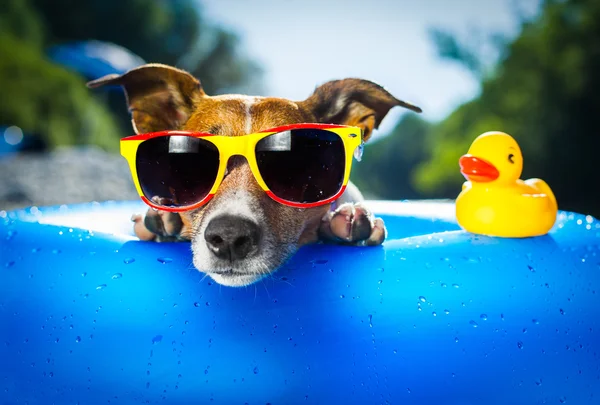 Beach dog — Stock Photo, Image