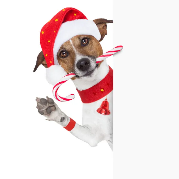 Christmas dog Royalty Free Stock Images