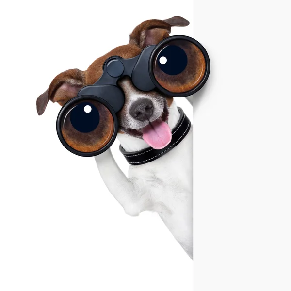 Binoculars dog — Stock Photo, Image