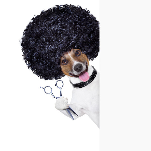 hairdresser dog