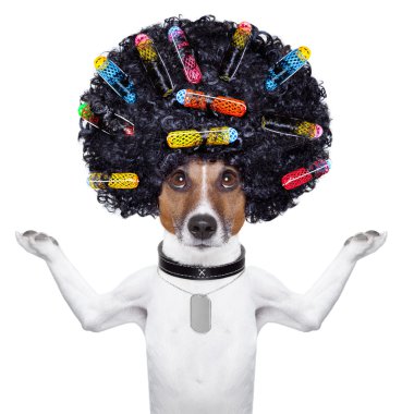 curlers Kuaför köpek