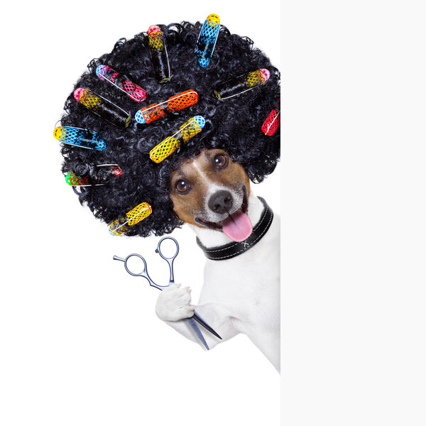 собака-парикмахер
