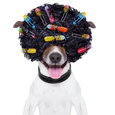 kıvırcık saçlı deli köpek