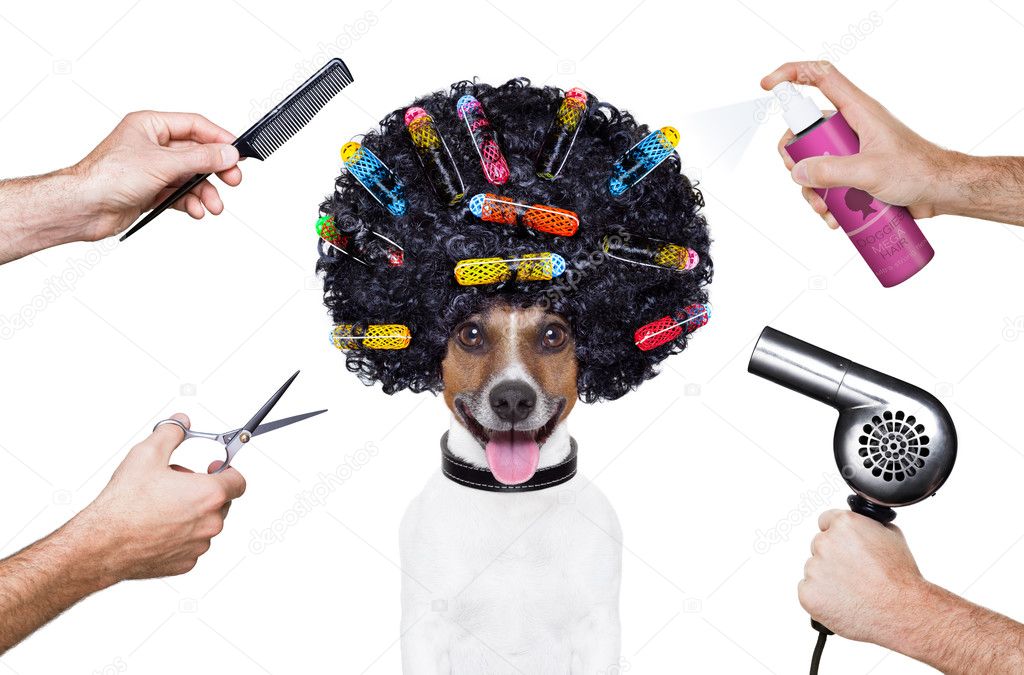 hairdresser scissors comb dog spray