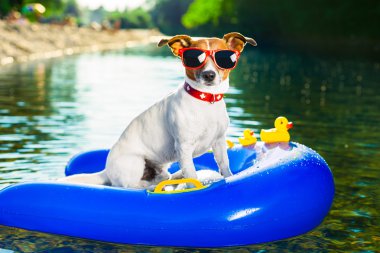 yaz plaj köpek