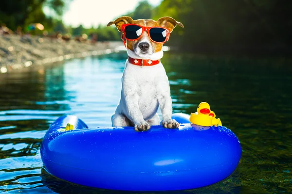 Verão cão de praia — Fotografia de Stock