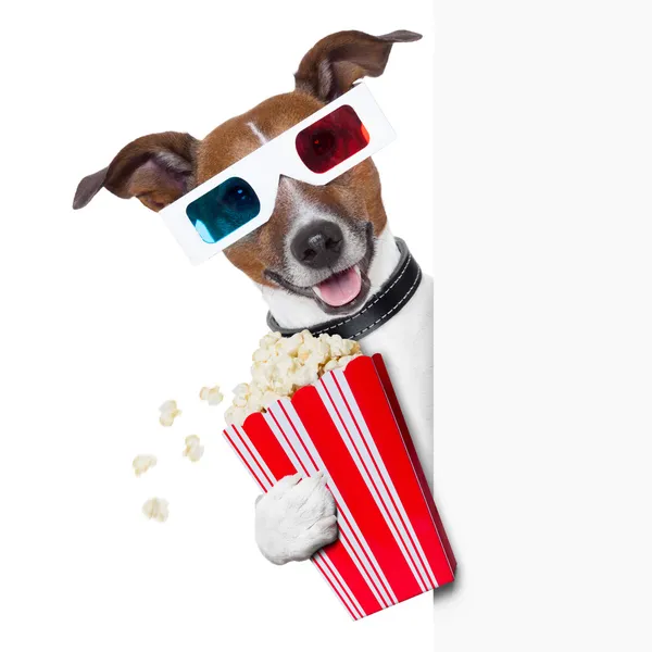 Cão de cinema — Fotografia de Stock