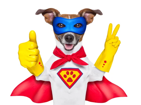 Szuper hős kutya — Stock Fotó