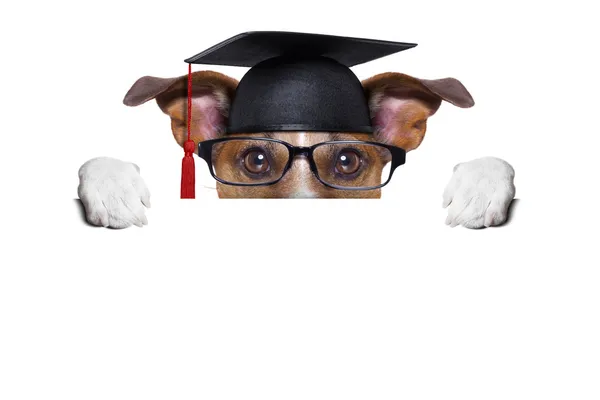 Diplomás kutya — Stock Fotó