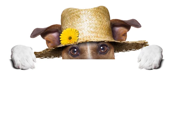 Farmer dog — Stock Photo, Image