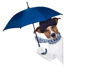 rain umbrella dog clipart