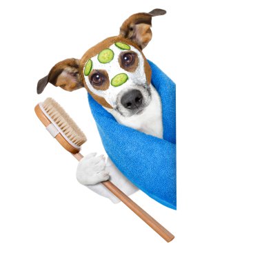 Güzellik maskeli bir köpek