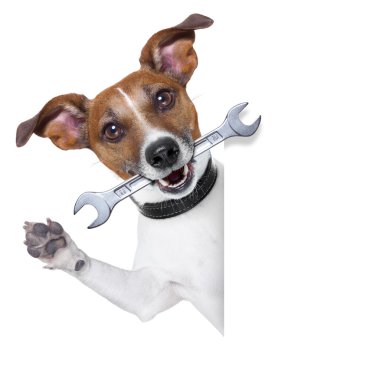 Usta köpek