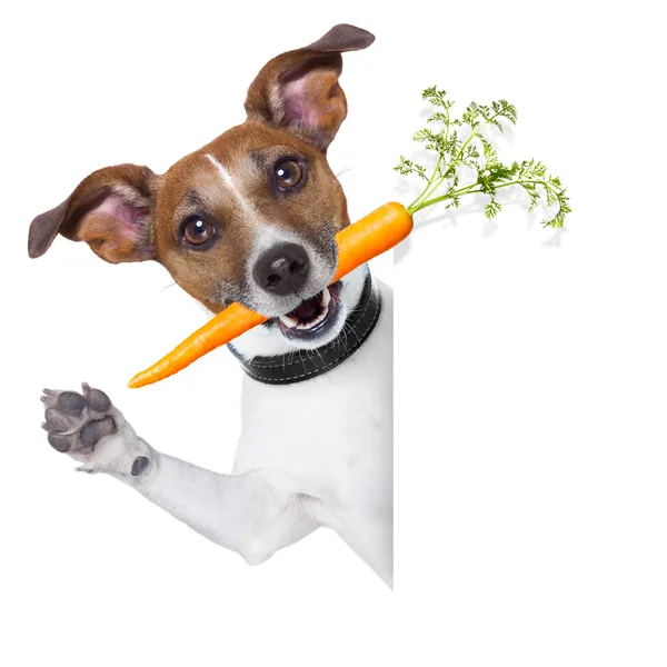 Healthy dog with a carrot Stock Photo by ©damedeeso 9681172