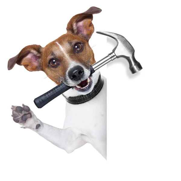 Мастерская собака — стоковое фото