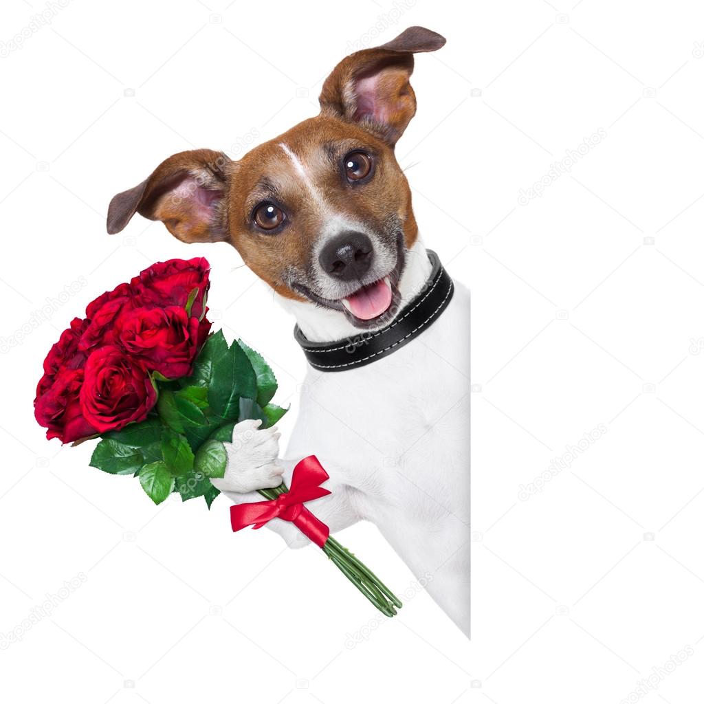 Photos De Petit Chien Joyeux Anniversaire Images De Petit Chien Joyeux Anniversaire Depositphotos Photos De Petit Chien Joyeux Anniversaire Images De Petit Chien Joyeux Anniversaire Depositphotos