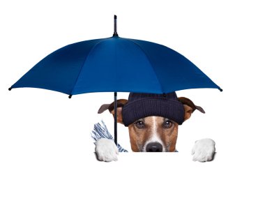 yağmur şemsiyesi köpek