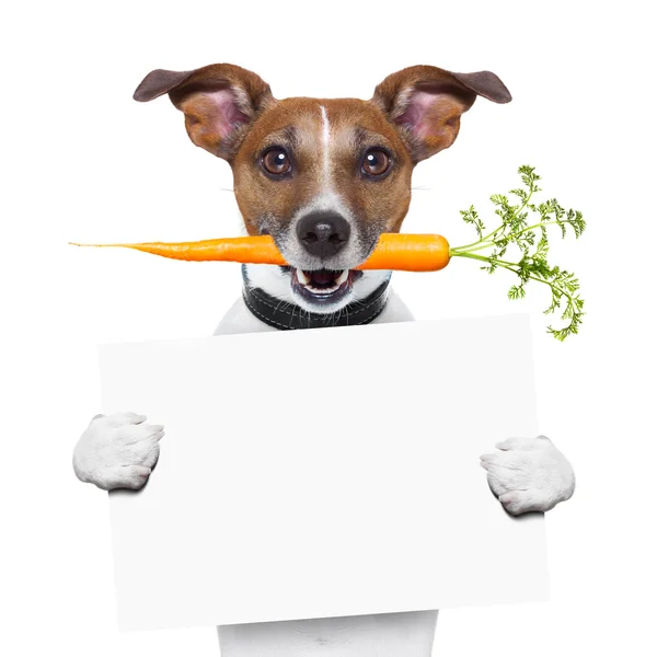 Healthy dog with a carrot — Stock Photo, Image