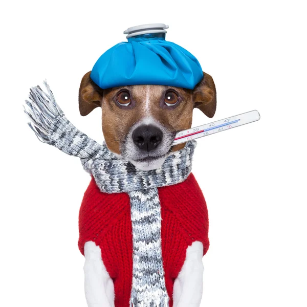 Больная собака с температурой — стоковое фото