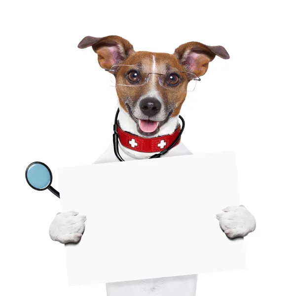 Собака врача — стоковое фото