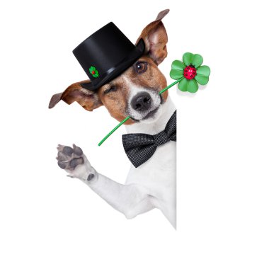 Şanslı köpek