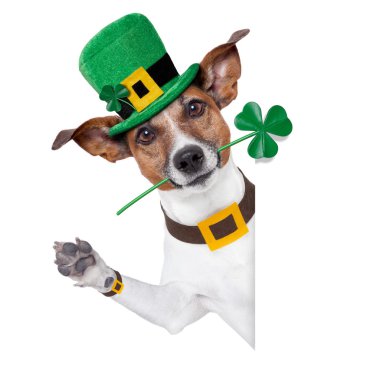 St. Patrick'ın gün köpek