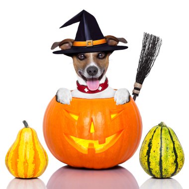 Cadı Halloween köpek