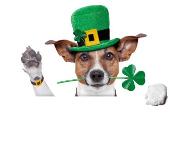 St. Patrick'ın gün köpek