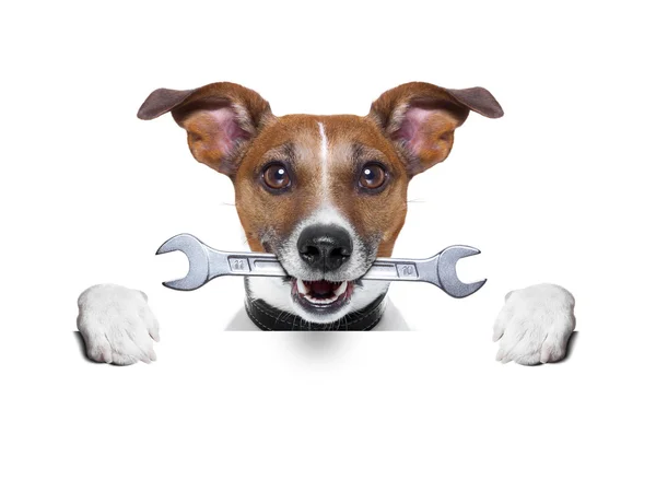 Håndverkerhund – stockfoto