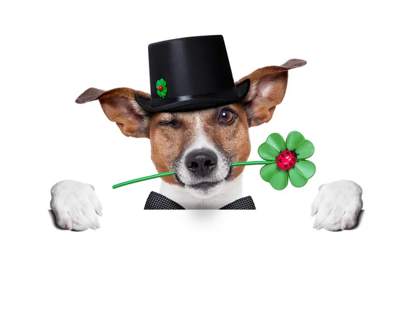 Lucky dog — Stock Photo, Image