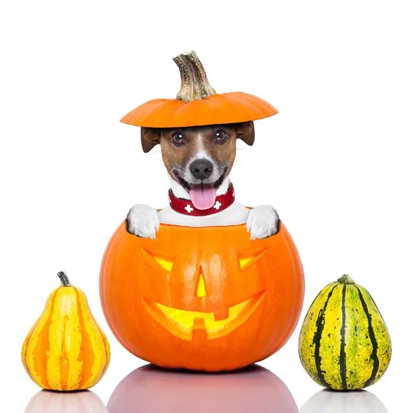 Halloween hund — Stockfoto