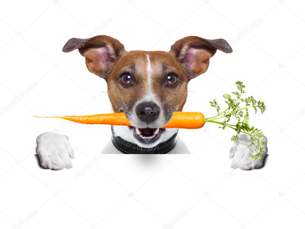 healthy dog with a carrot