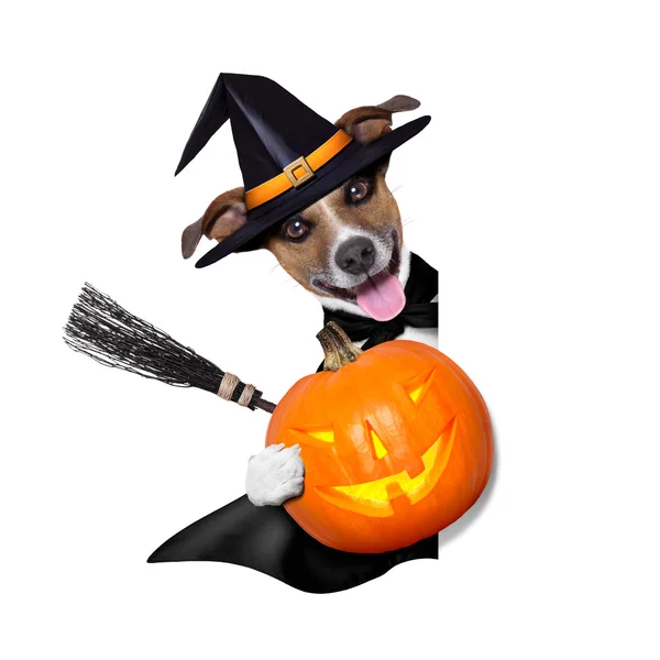 Halloween häxa hund — Stockfoto