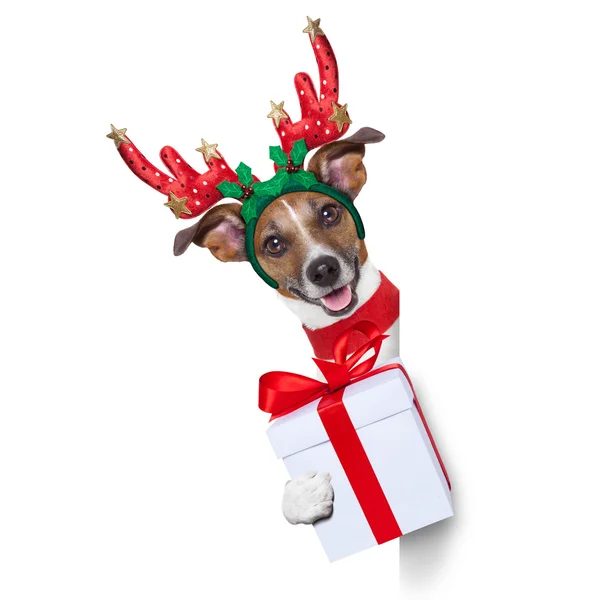 Reindeer dog — Stock Photo, Image