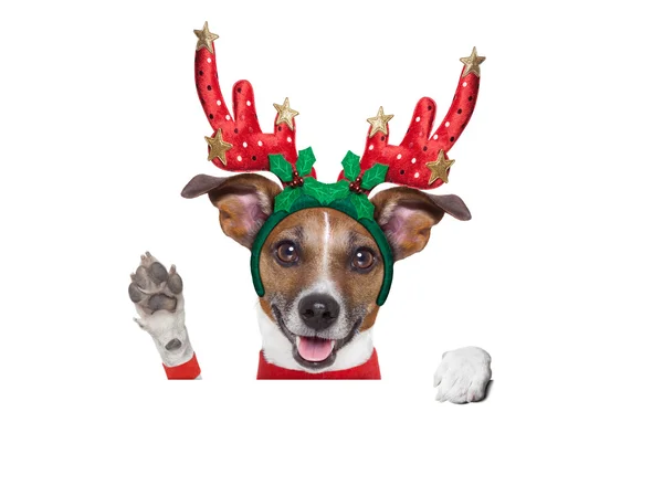 Reindeer dog — Stock Photo, Image