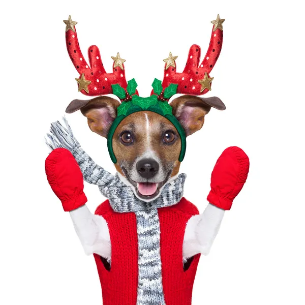 Reindeer dog — Stock Image Reindeer dog Royalty Free Stock Photos