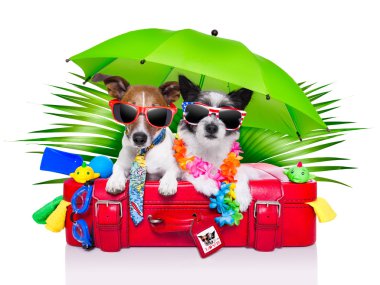 tatil köpekler