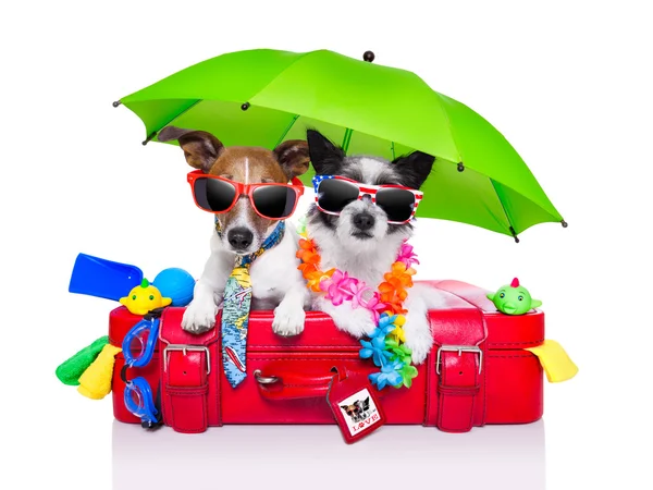 Cani da vacanza — Foto Stock
