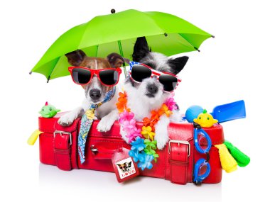 tatil köpekler