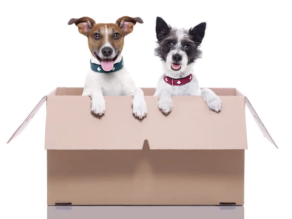 Twee mail honden — Stockfoto