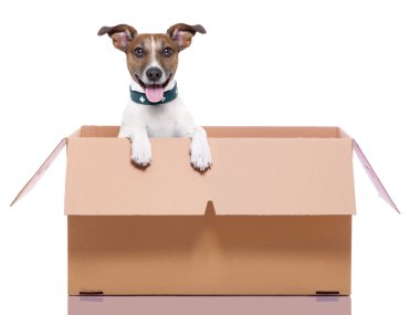 Taşıma kutusu köpek