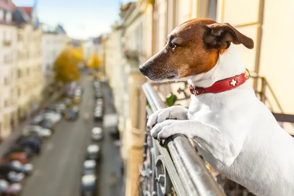 Meraklı köpek izlerken — Stok fotoğraf
