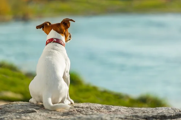 Hond kijken — Stockfoto